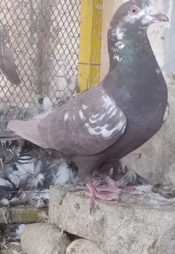 فروش چند عدد کفتر|پرنده|فسا, |دیوار