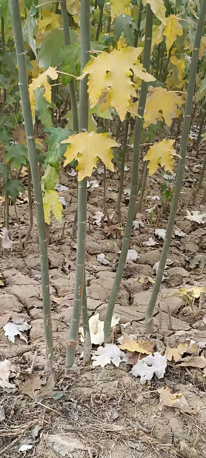 نهال صنوبر تبریزی|خدمات باغبانی و درختکاری|خوی, |دیوار