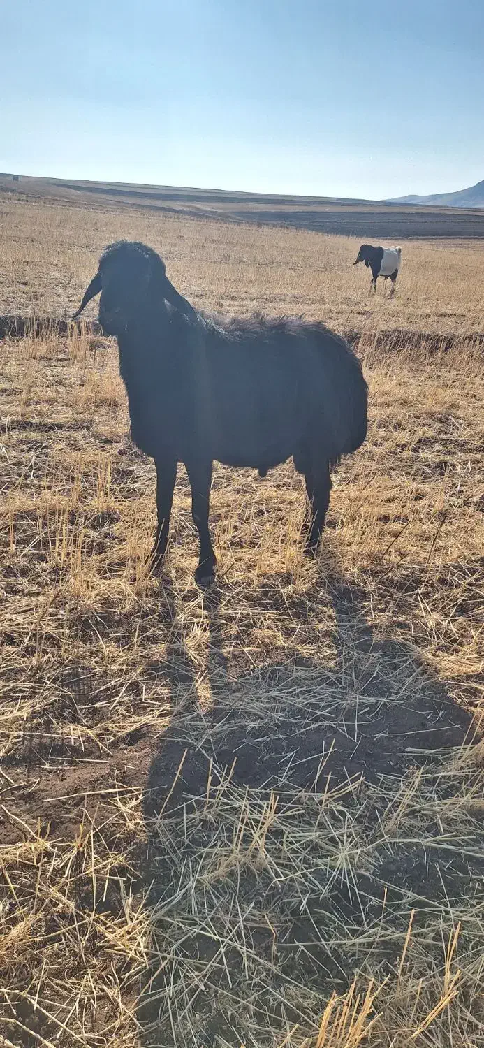 قوچ مشکی|حیوانات مزرعه|تیکمه داش, |دیوار