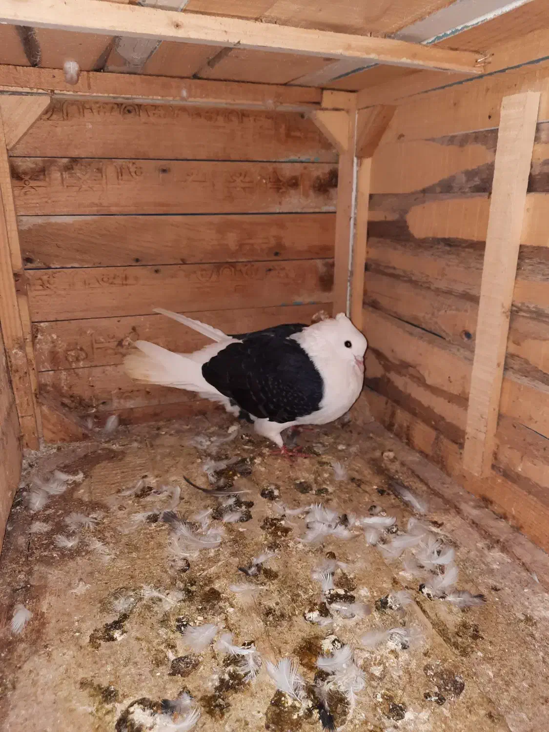 کبوتر پشت(دو کت)خوشگل|پرنده|شیروان (خراسان), |دیوار