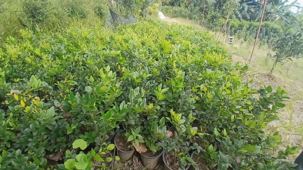 یاس گلدانی و پالم|خدمات باغبانی و درختکاری|رودسر, |دیوار