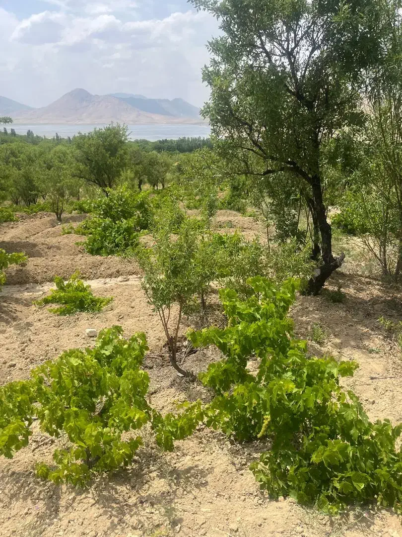 فروش باغ ۲۰۰۰ متری با ویو تالاب چغاخور|فروش زمین و ملک کلنگی|بلداجی, |دیوار