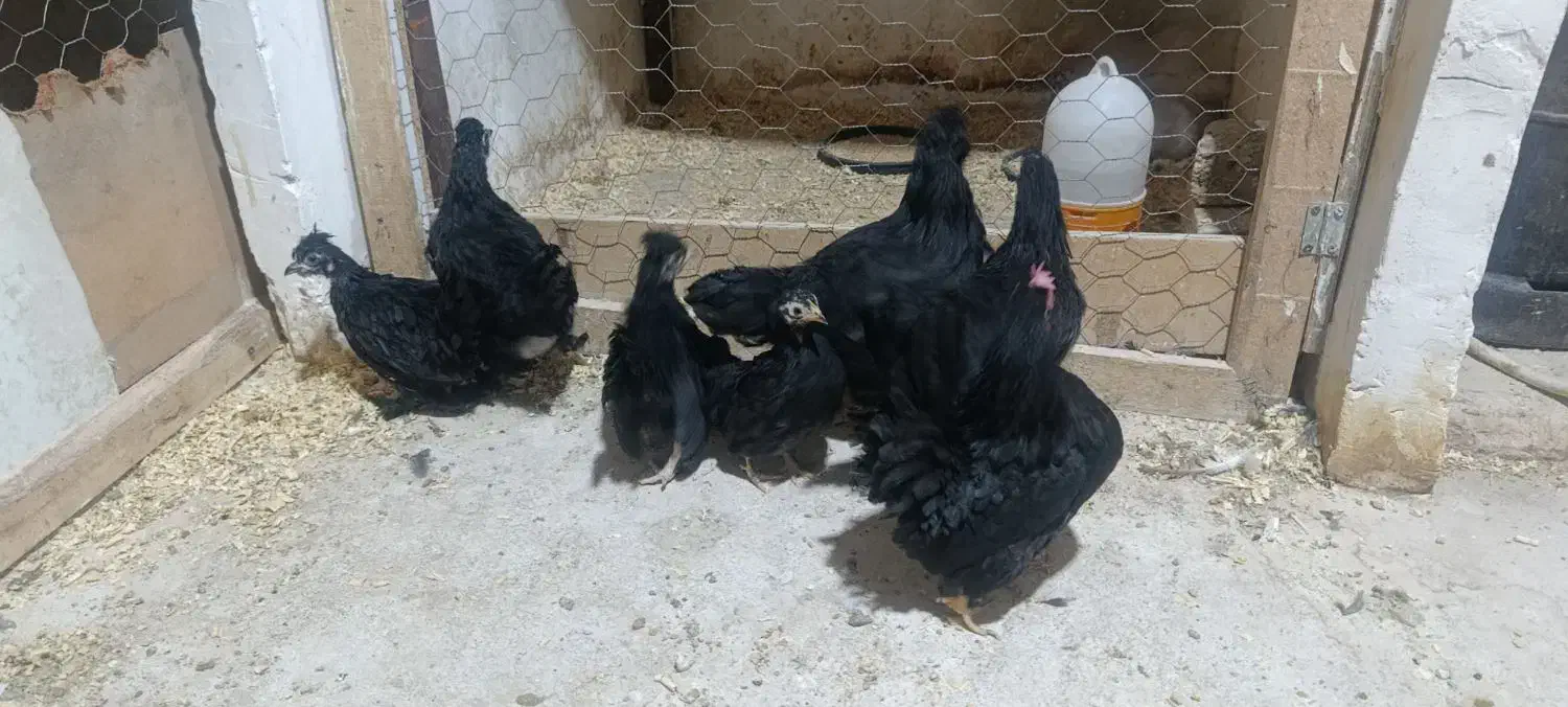 جوجه|حیوانات مزرعه|مشهد, آبادگران|دیوار