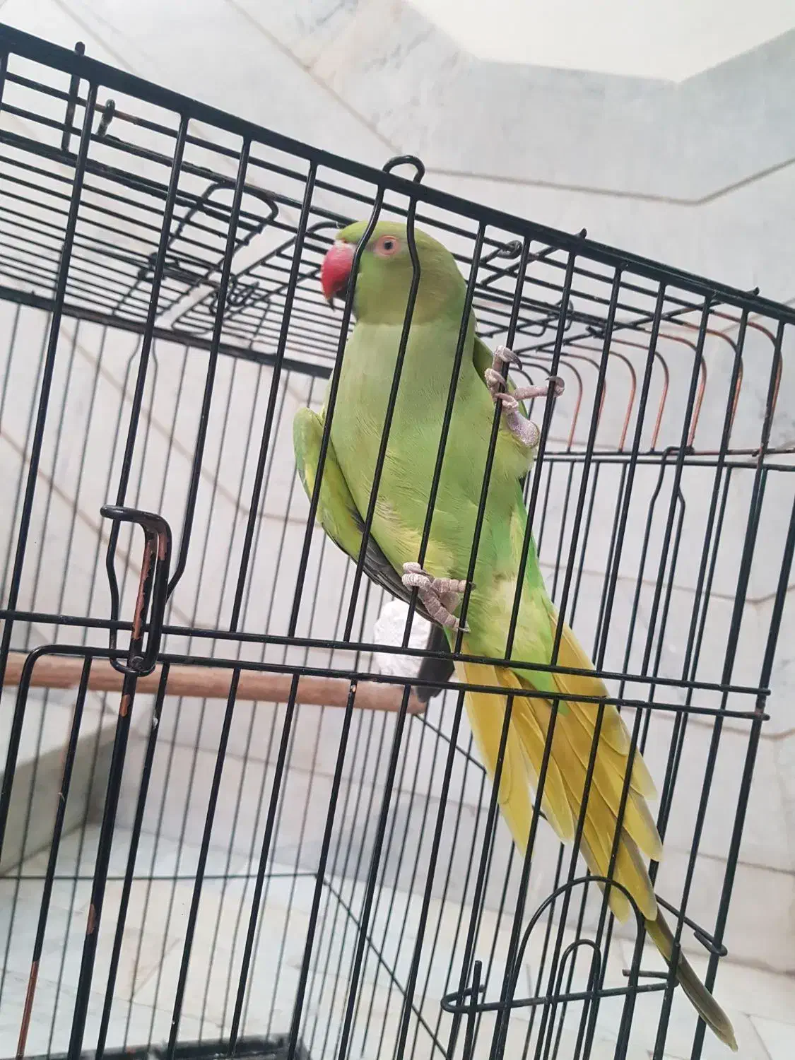 طوطی ملنگو بالغ مست مست|پرنده|فردیس, داوری|دیوار