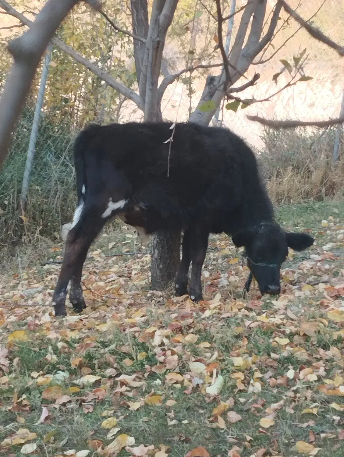 گاو دو رگه اسرائیلی با گوساله|حیوانات مزرعه|مارگون, |دیوار