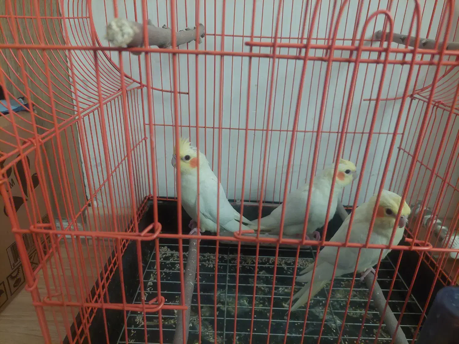 عروس هلندی لوتینو|پرنده|ساوه, |دیوار