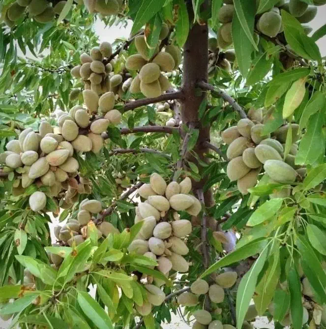 نهالستان نهال صنوبر ترکیه گردو پیوندی و میوه|خدمات باغبانی و درختکاری|اردبیل, |دیوار