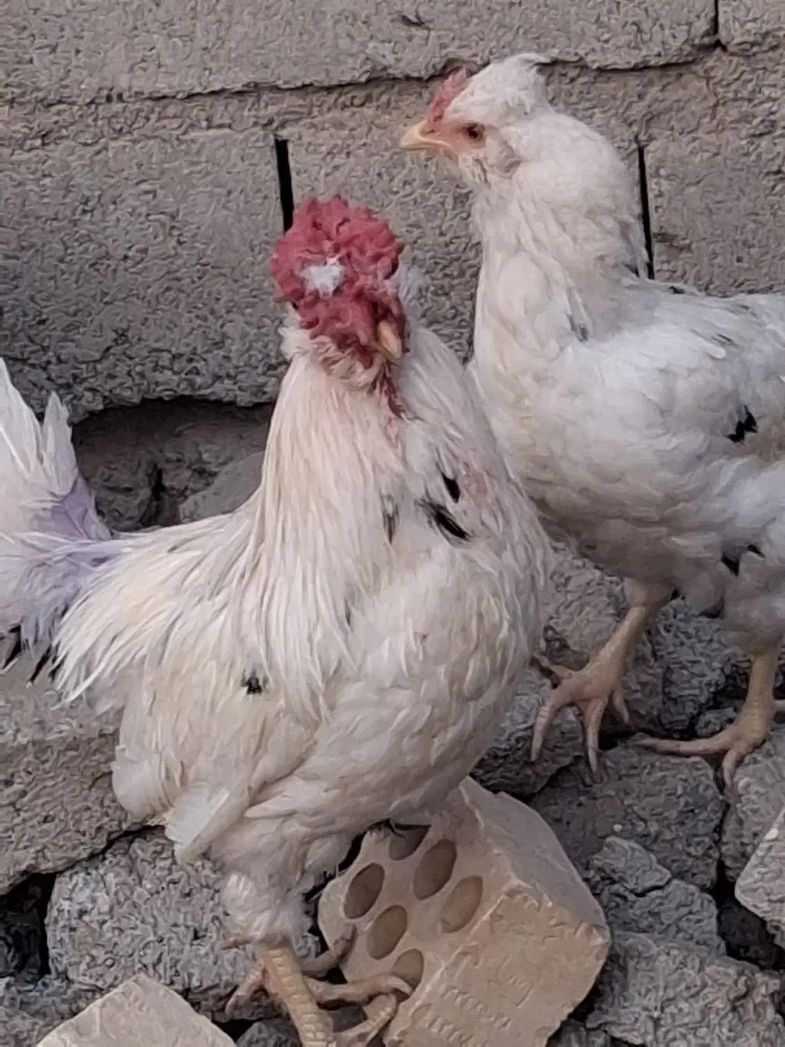 دوخروس خوب|حیوانات مزرعه|کهنوج, |دیوار