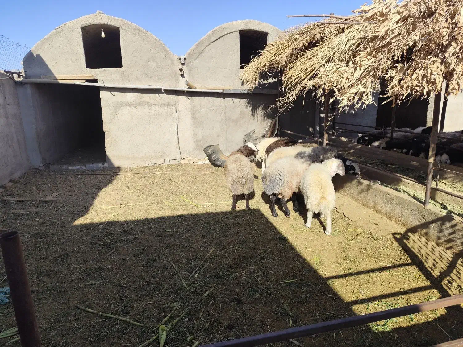 بره نر شال|حیوانات مزرعه|کویرات, |دیوار