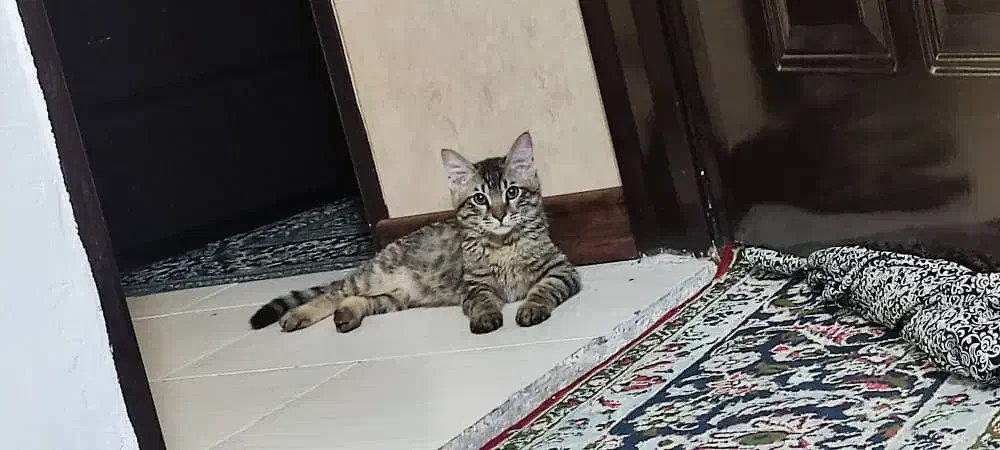 واگذاری گربه نر|گربه|شیراز, دروازه قران|دیوار