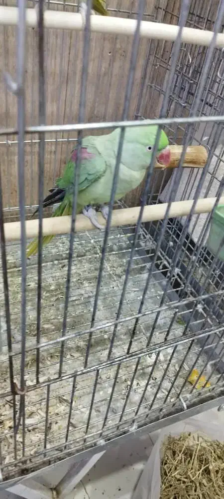 شاه طوطی|پرنده|اهواز, پادادشهر|دیوار