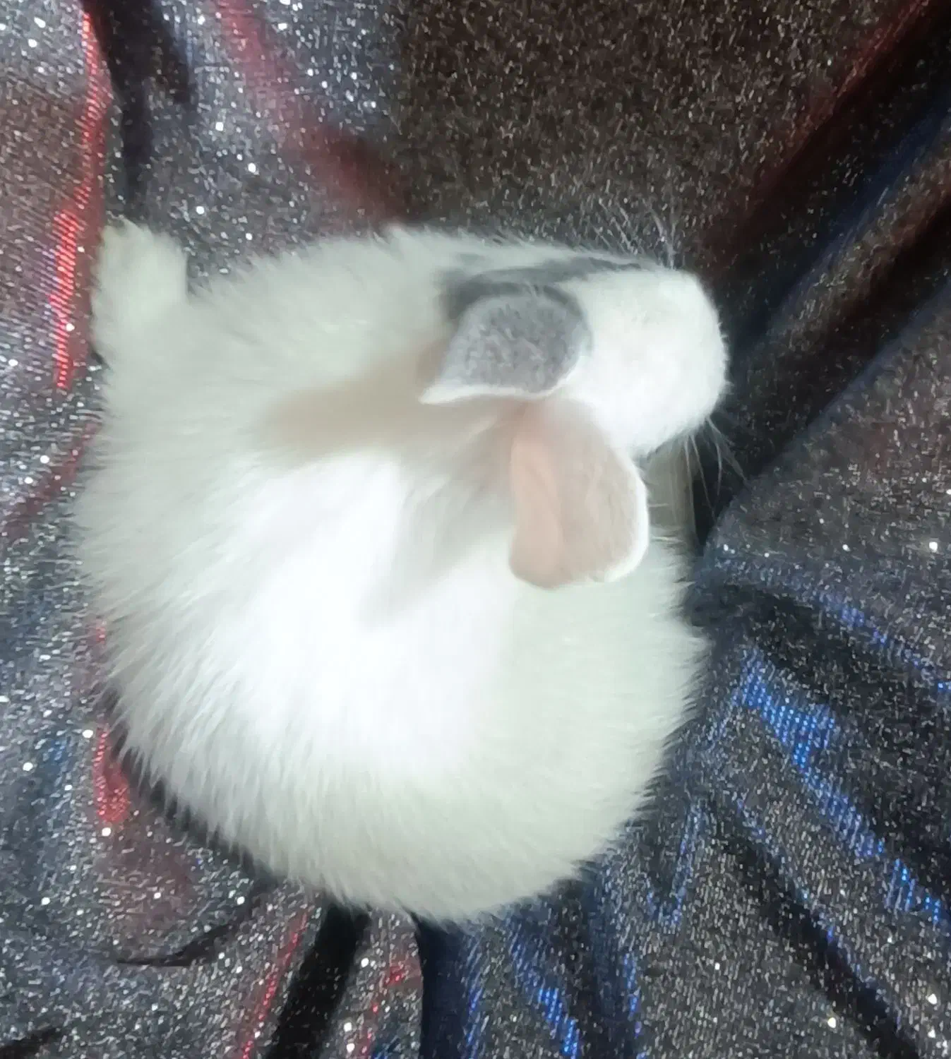 بچه خرگوش|موش و خرگوش|مسجد سلیمان, |دیوار