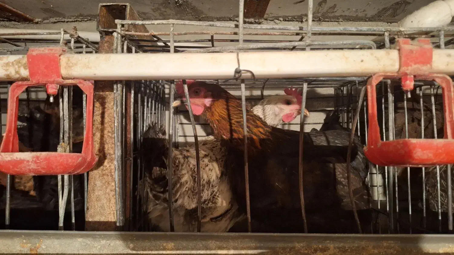 مرغ جوان وسرحال وسالم|حیوانات مزرعه|تفت, |دیوار