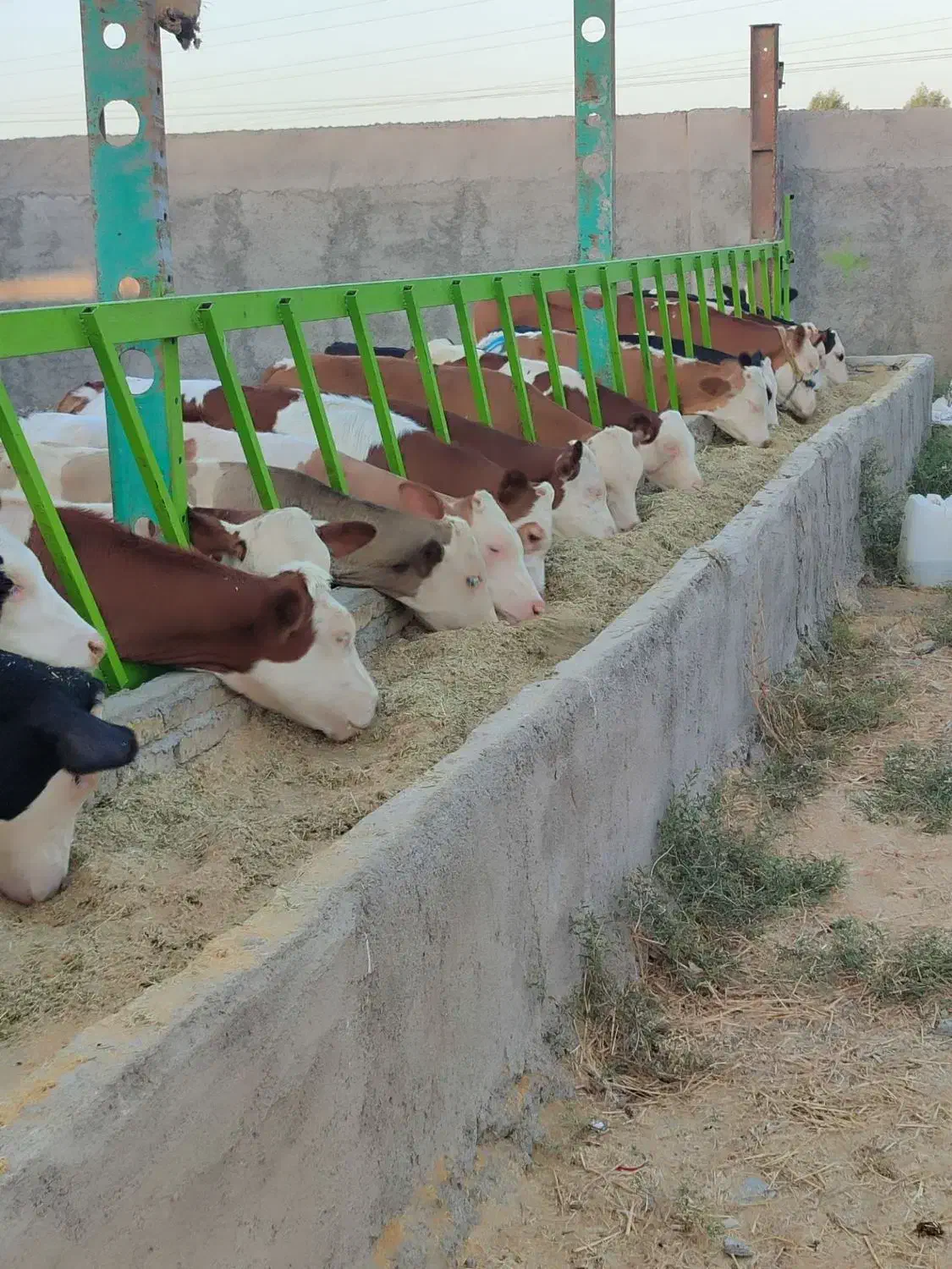 فروش ویژه گوساله های پرواری اصیل|حیوانات مزرعه|بندر ترکمن, |دیوار