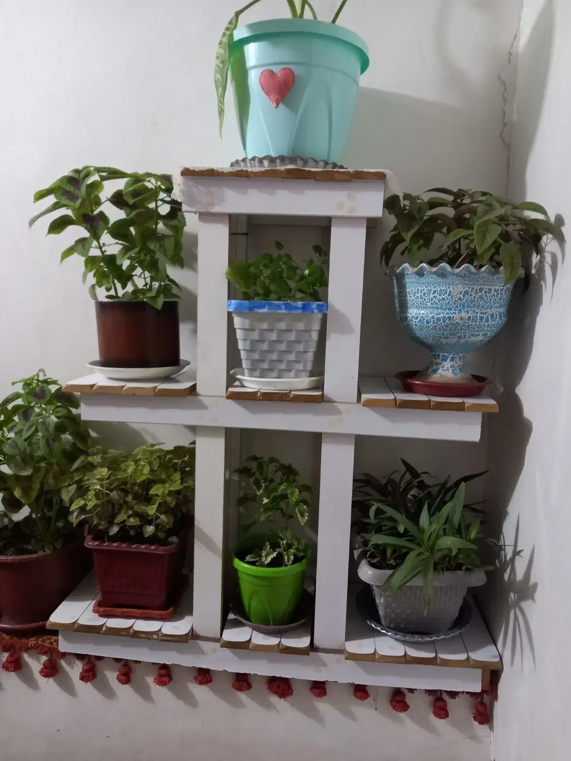 استندگلوگلدان|گل و گیاه طبیعی|کرمانشاه, |دیوار