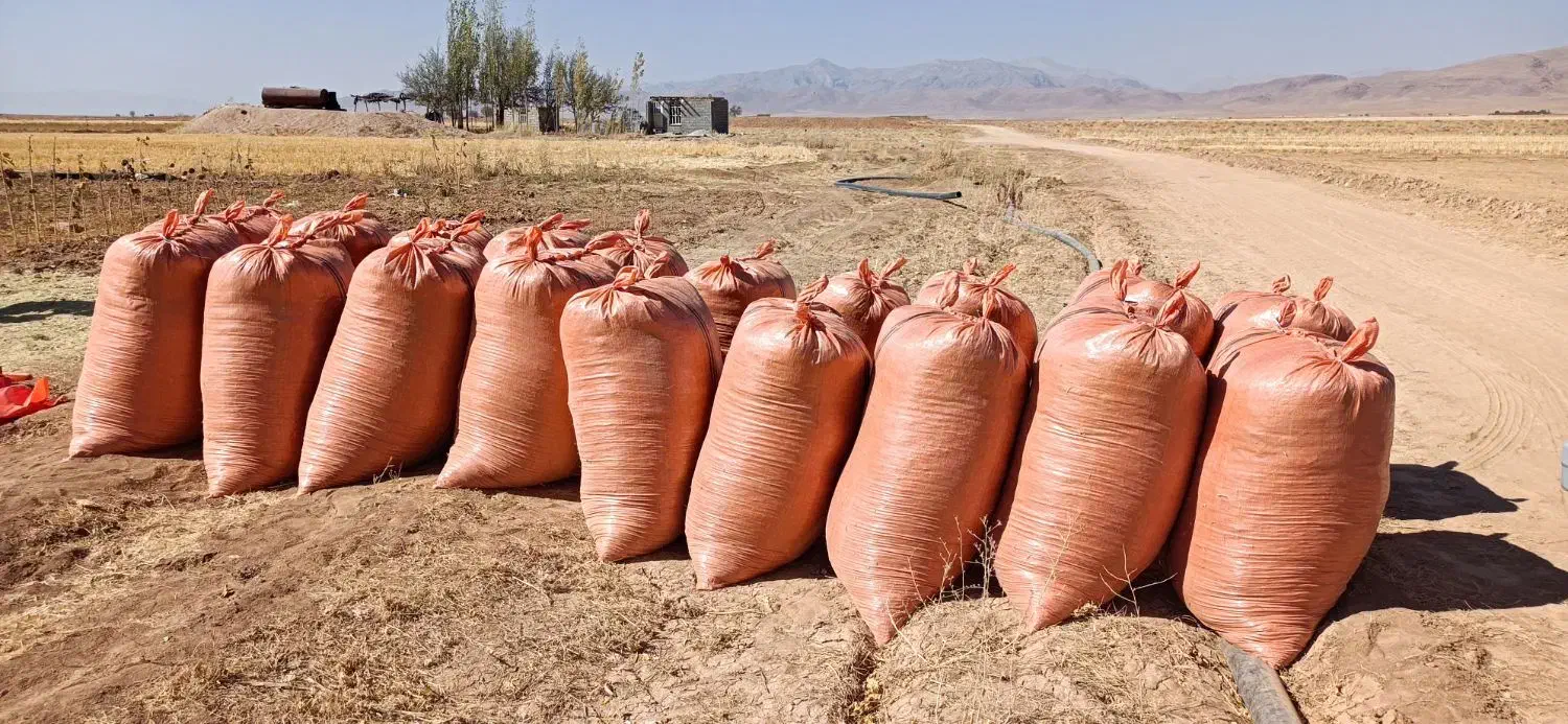 کاه لوبیا درجه یک تحویل سیرجان و شهر بابک|خدمات باغبانی و درختکاری|شهر بابک, |دیوار