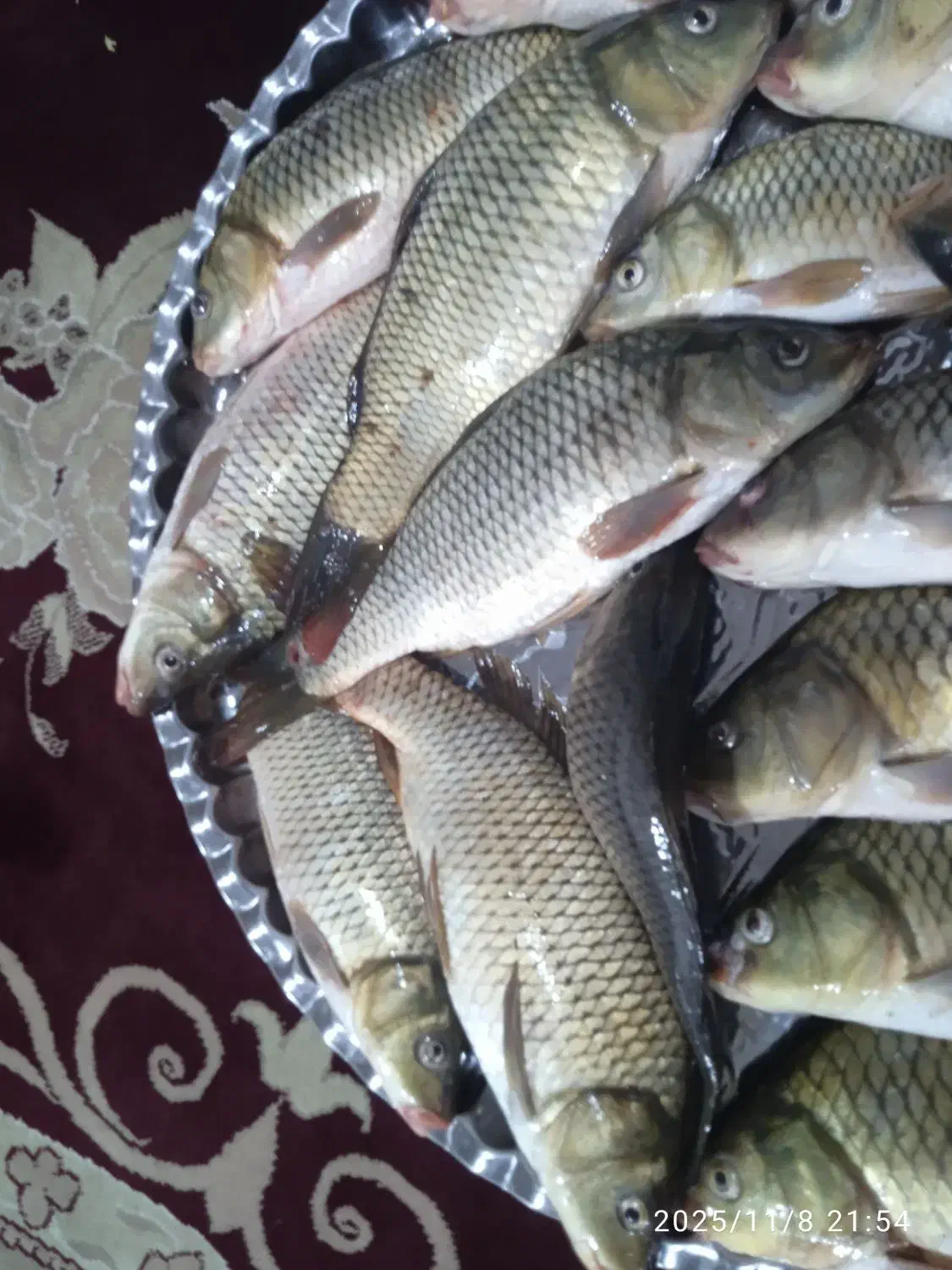 ماهی کپور تازه|ماهی|اندیمشک, |دیوار