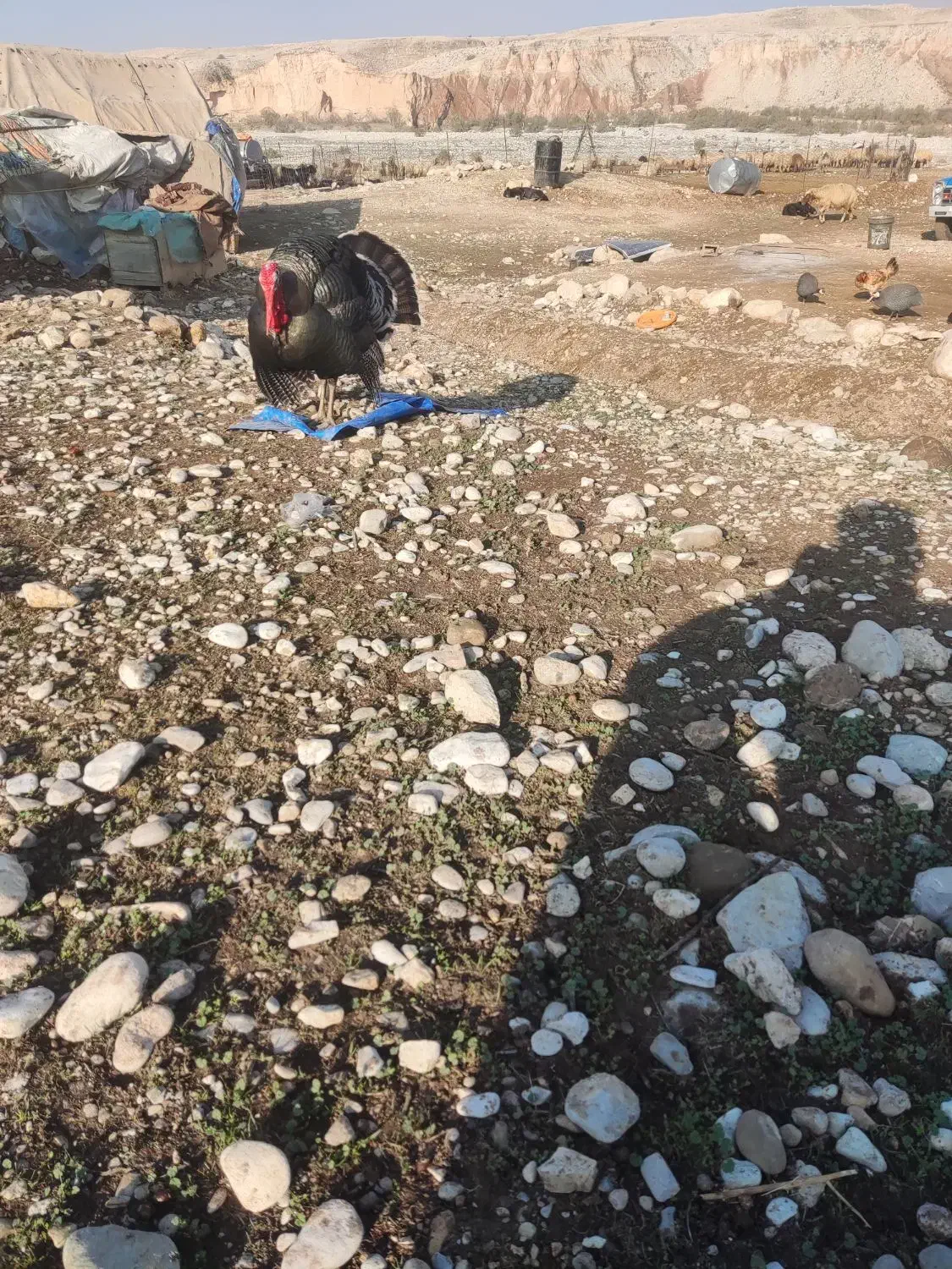 بوقلمون|حیوانات مزرعه|مهران (ایلام), |دیوار