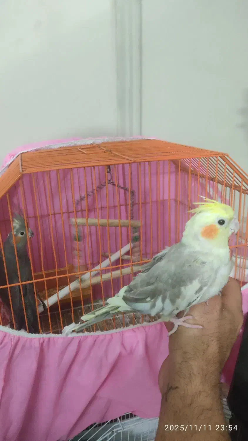 دو عدد عروس هلندی 1200000|پرنده|قائم‌شهر, |دیوار