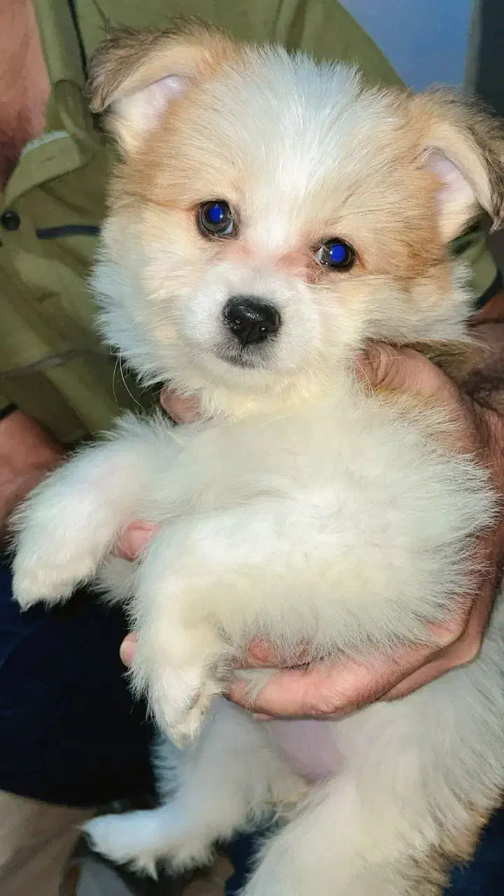 سگ پامرا|سگ|آغاجاری, |دیوار