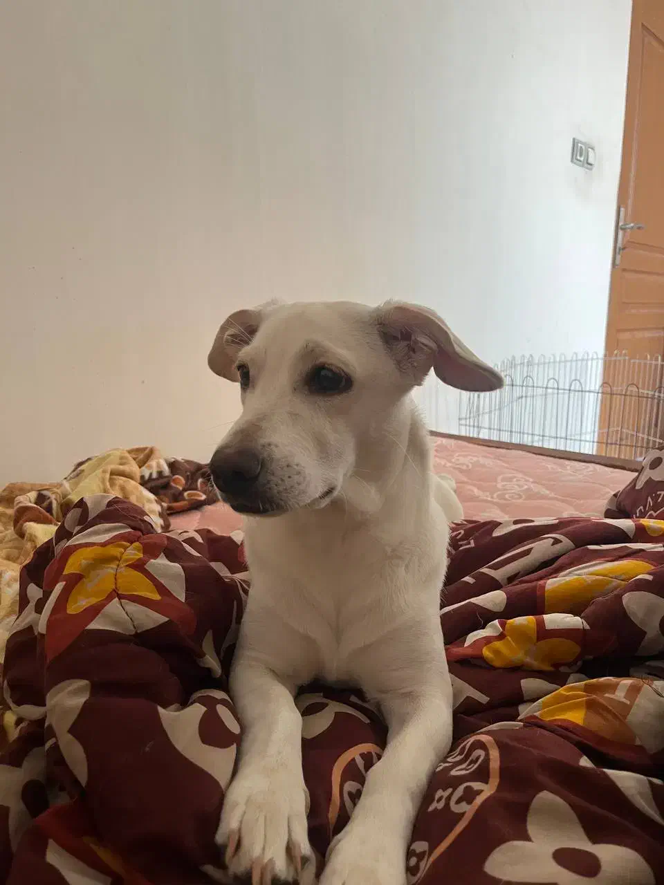 سگ نژاد میکس اشپیتز جک راسل|سگ|کرمان, |دیوار