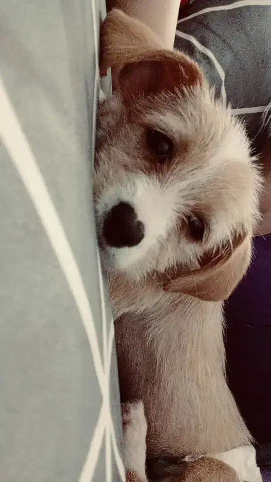 توله سگ اشپیتز تریر|سگ|رشت, خرسندی|دیوار