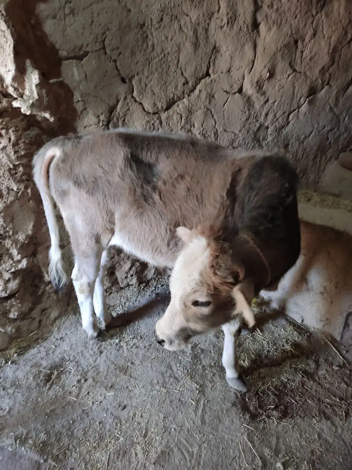 گوساله|حیوانات مزرعه|چهاردولی, |دیوار