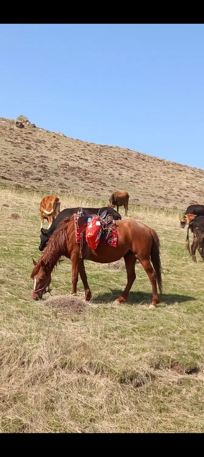 اسب ماده کرد ۴ ساله یوقه|اسب و تجهیزات اسبسواری|مشگین شهر, |دیوار