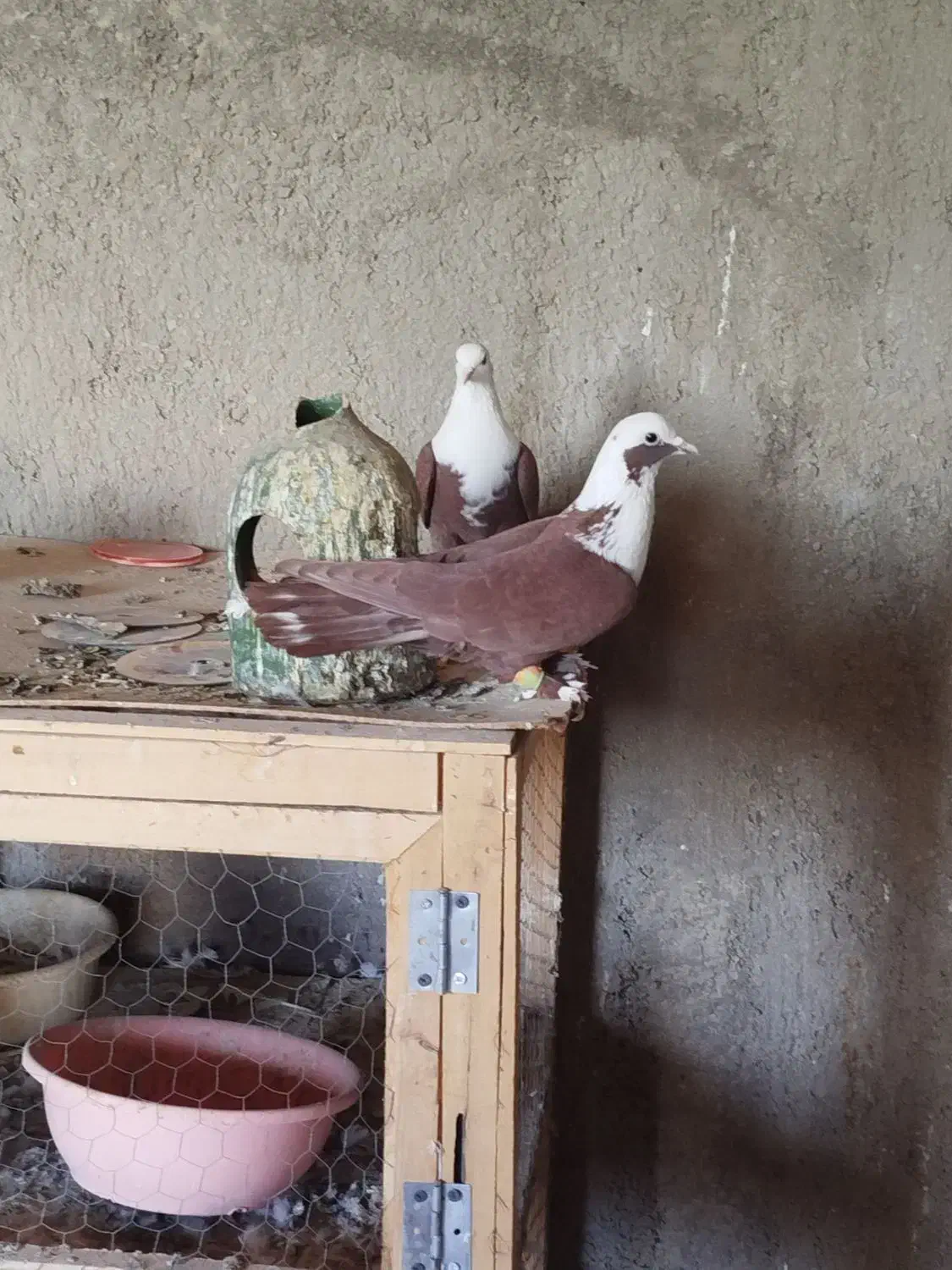 کلاغ سرخ|پرنده|نیشابور, خیام|دیوار