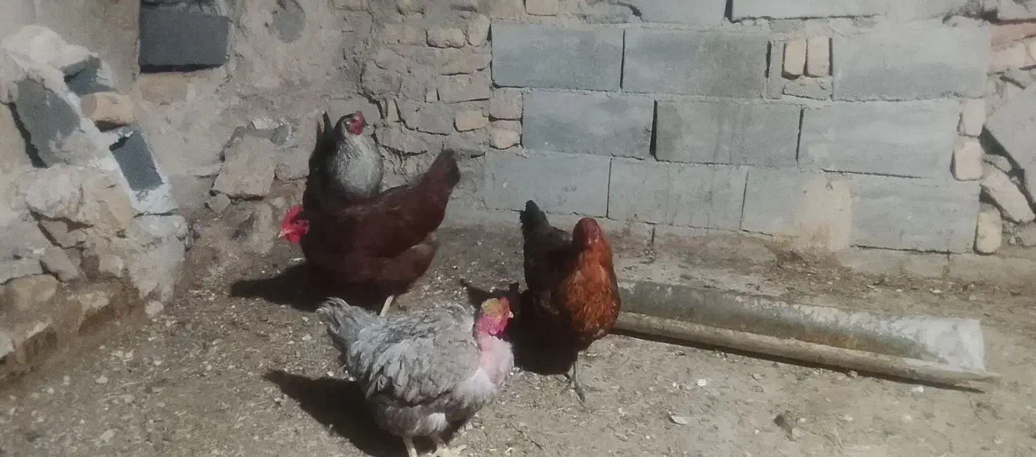 مرغ،خورس،|حیوانات مزرعه|تربت جام, جامرود|دیوار