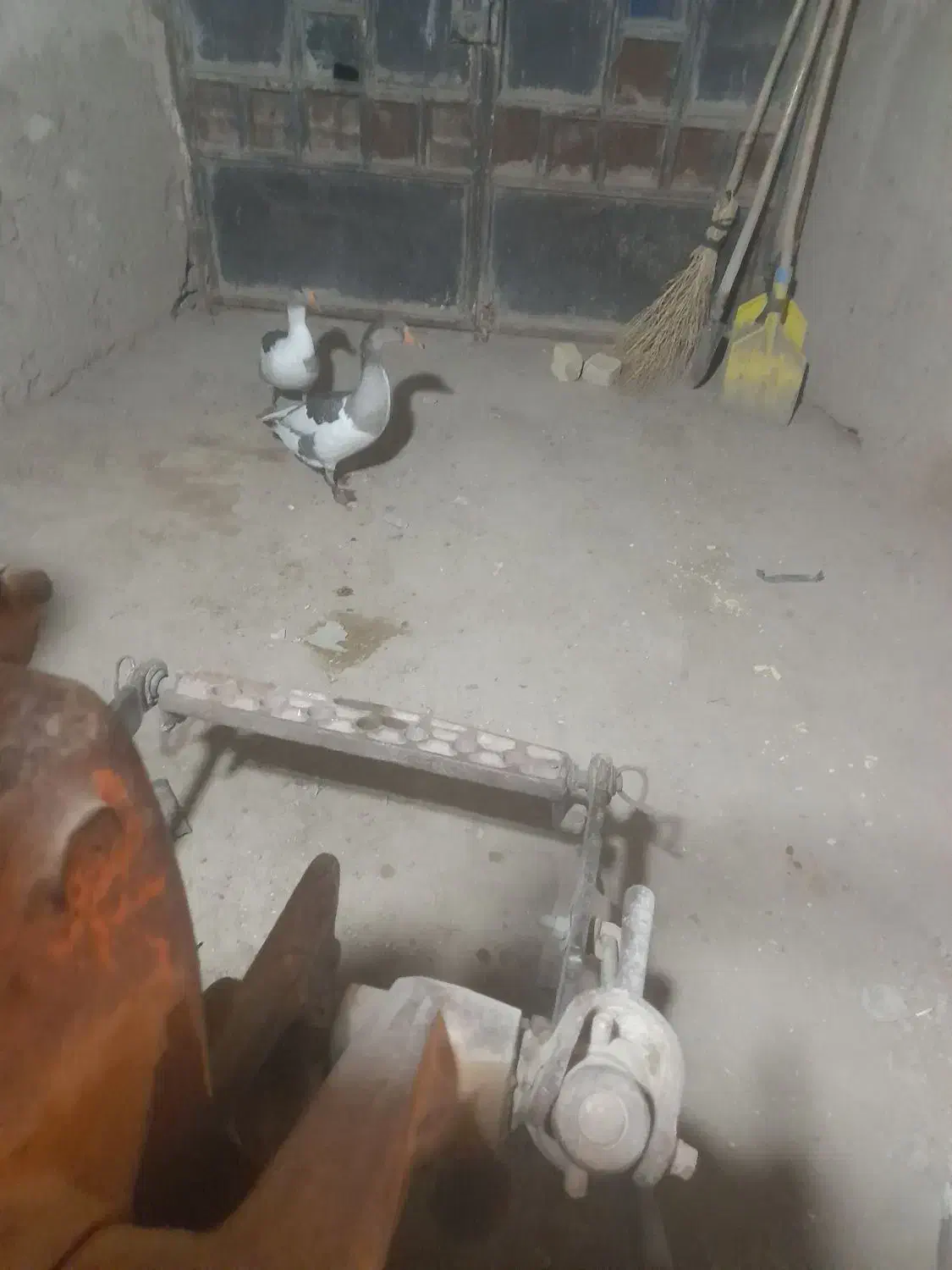 یک جفت غاز|حیوانات مزرعه|تاکستان, |دیوار