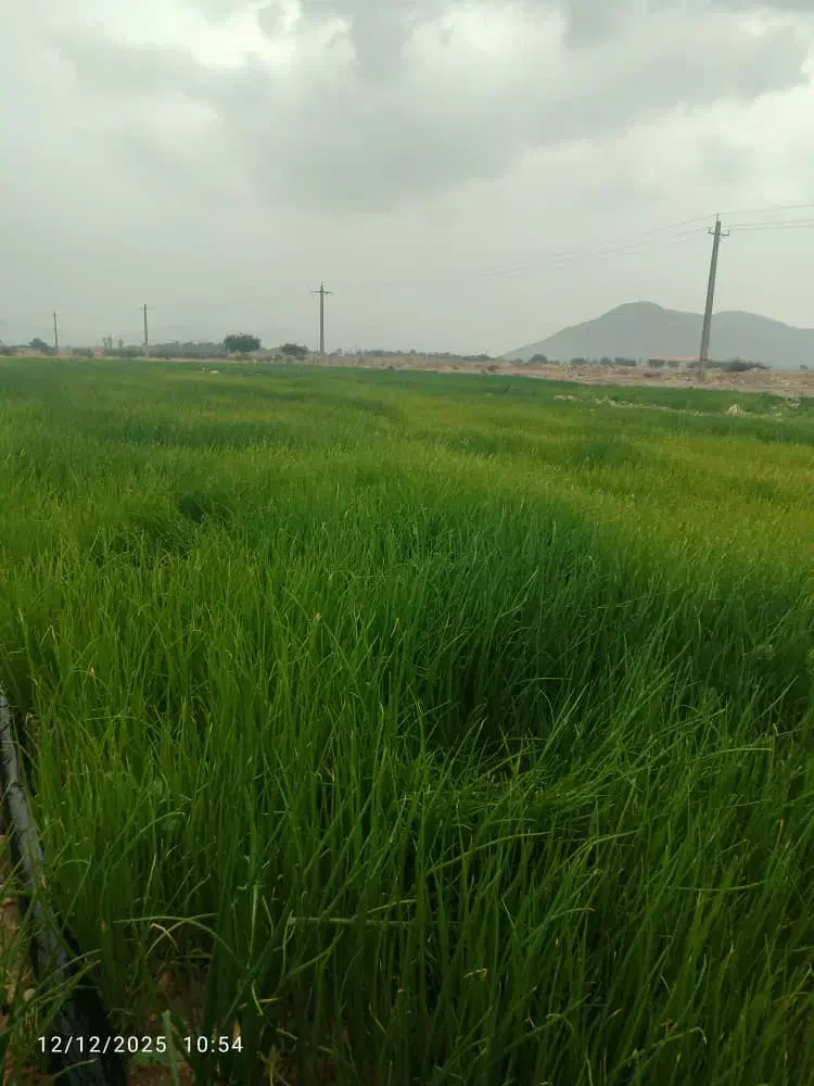 فروش بذرقرمز برای نشا جهت کشت|گل و گیاه طبیعی|جره و بالاده, |دیوار