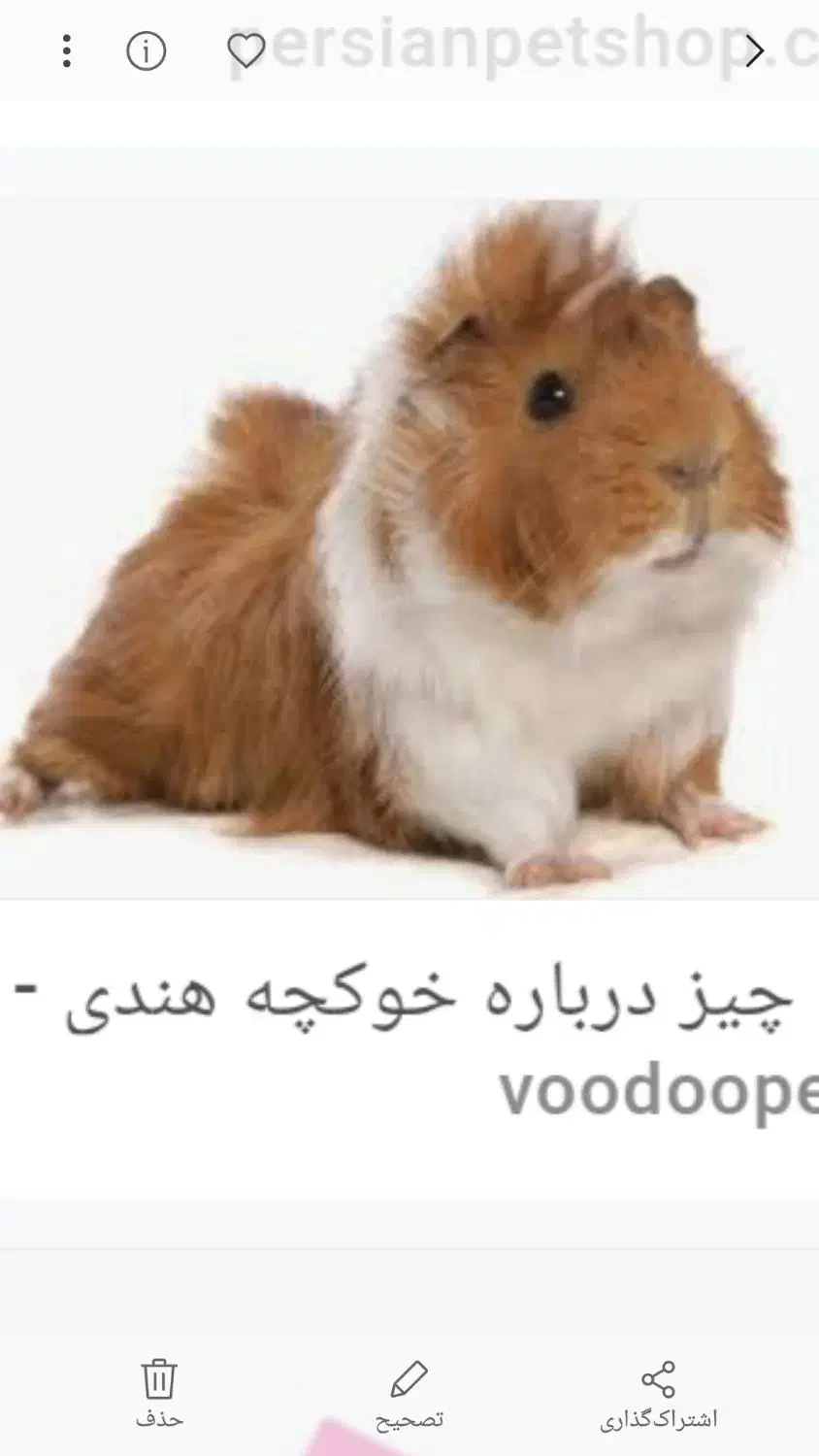 خوکچه ی هندی|موش و خرگوش|سبزوار, قصبه غربی|دیوار