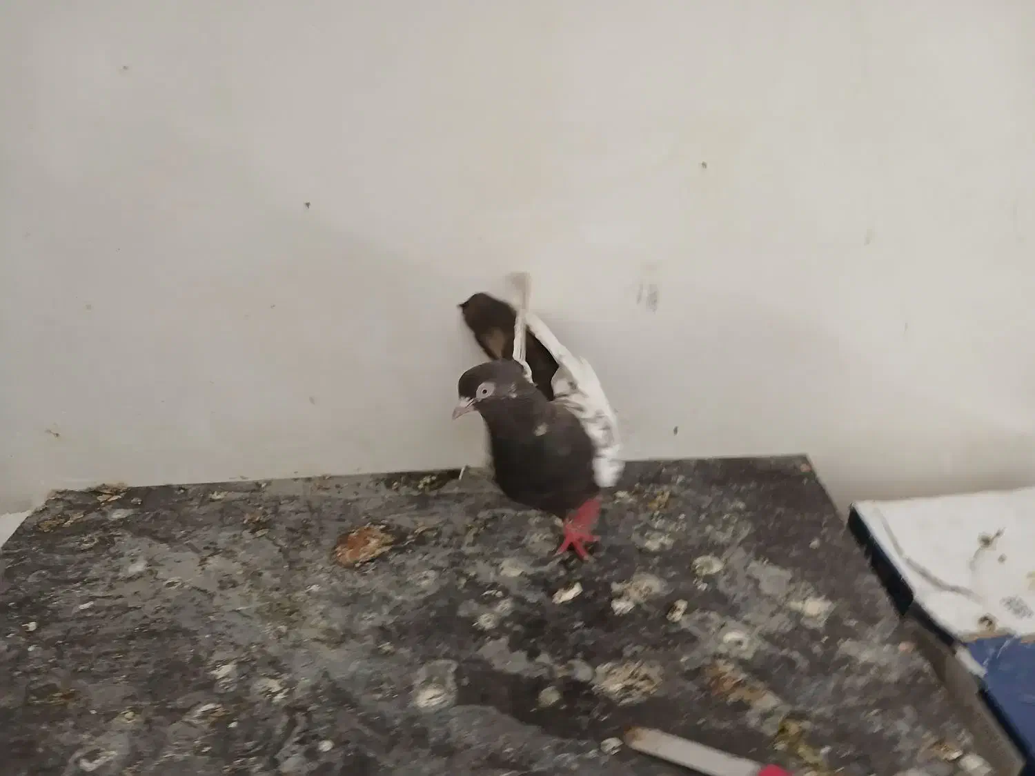 کبوتر|پرنده|مسجد سلیمان, |دیوار