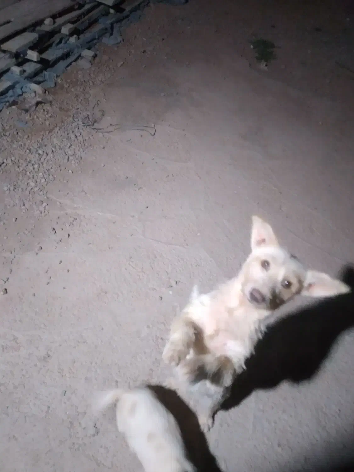 سگ پاکوتاه پدرپسرمعاوضه باکفتر|سگ|زرند, |دیوار