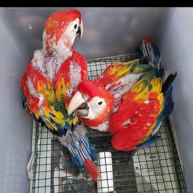 سرلاک طوطی سانان|لوازم جانبی حیوانات|تهران, علم و صنعت|دیوار