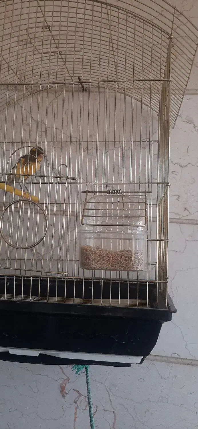 قناری نر جوان و قرص بخوان|پرنده|قزوین, |دیوار