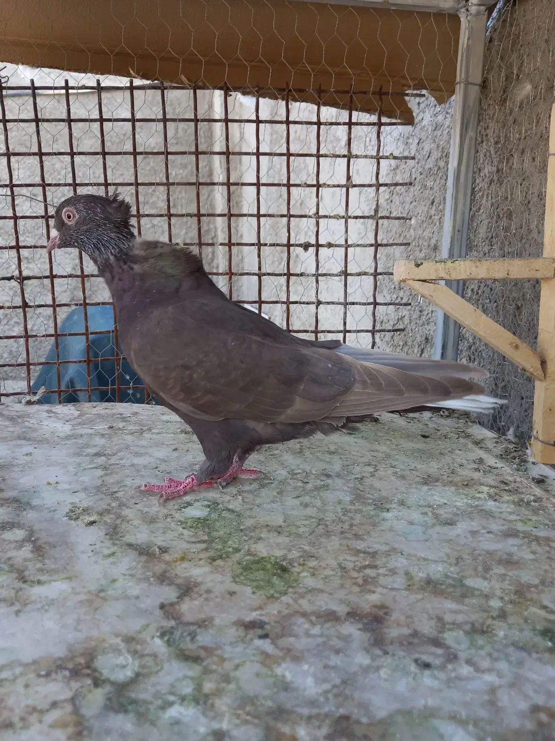 کبوتر جفتی و تکی|پرنده|مرودشت, نقش رستم|دیوار