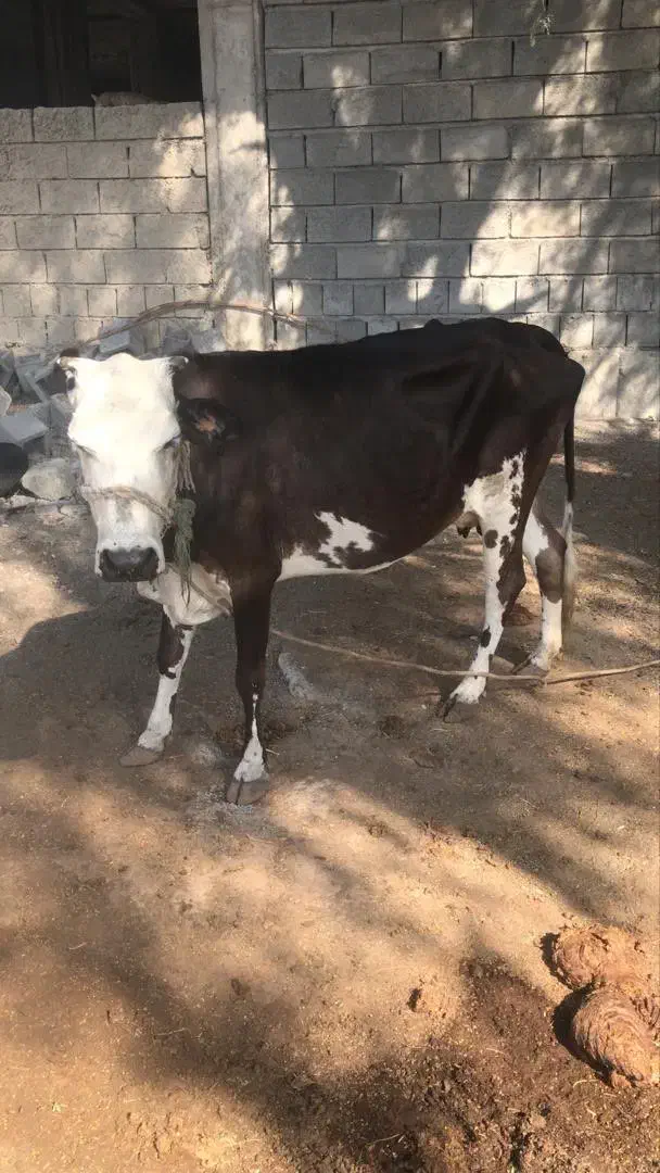 گاو فروشی شهر بندزرک|حیوانات مزرعه|بند زرک, |دیوار