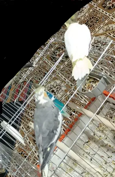 عروس هلندی|پرنده|هندیجان, |دیوار