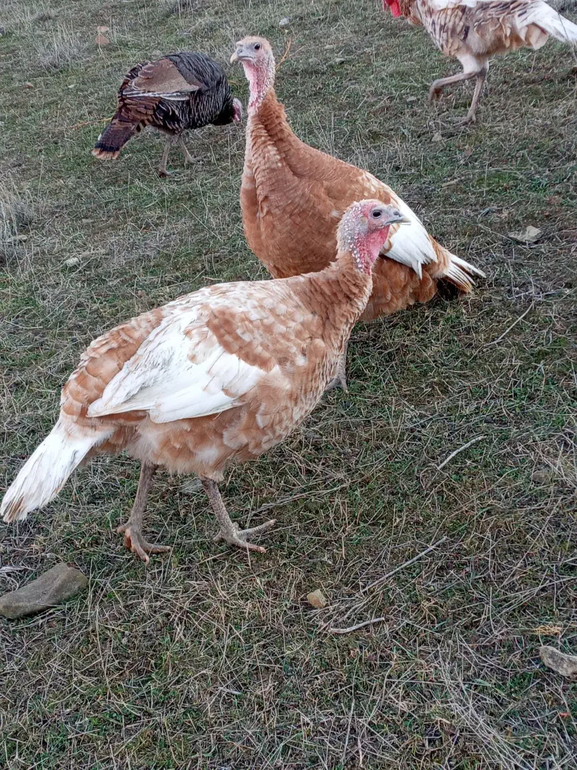 بوقلمون|حیوانات مزرعه|اردبیل, |دیوار