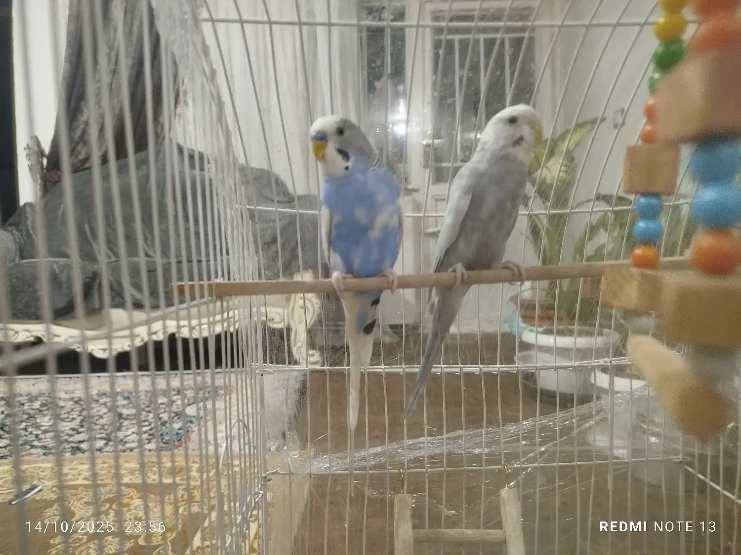 مرغ عشق مولد زیبا|پرنده|بوکان, |دیوار