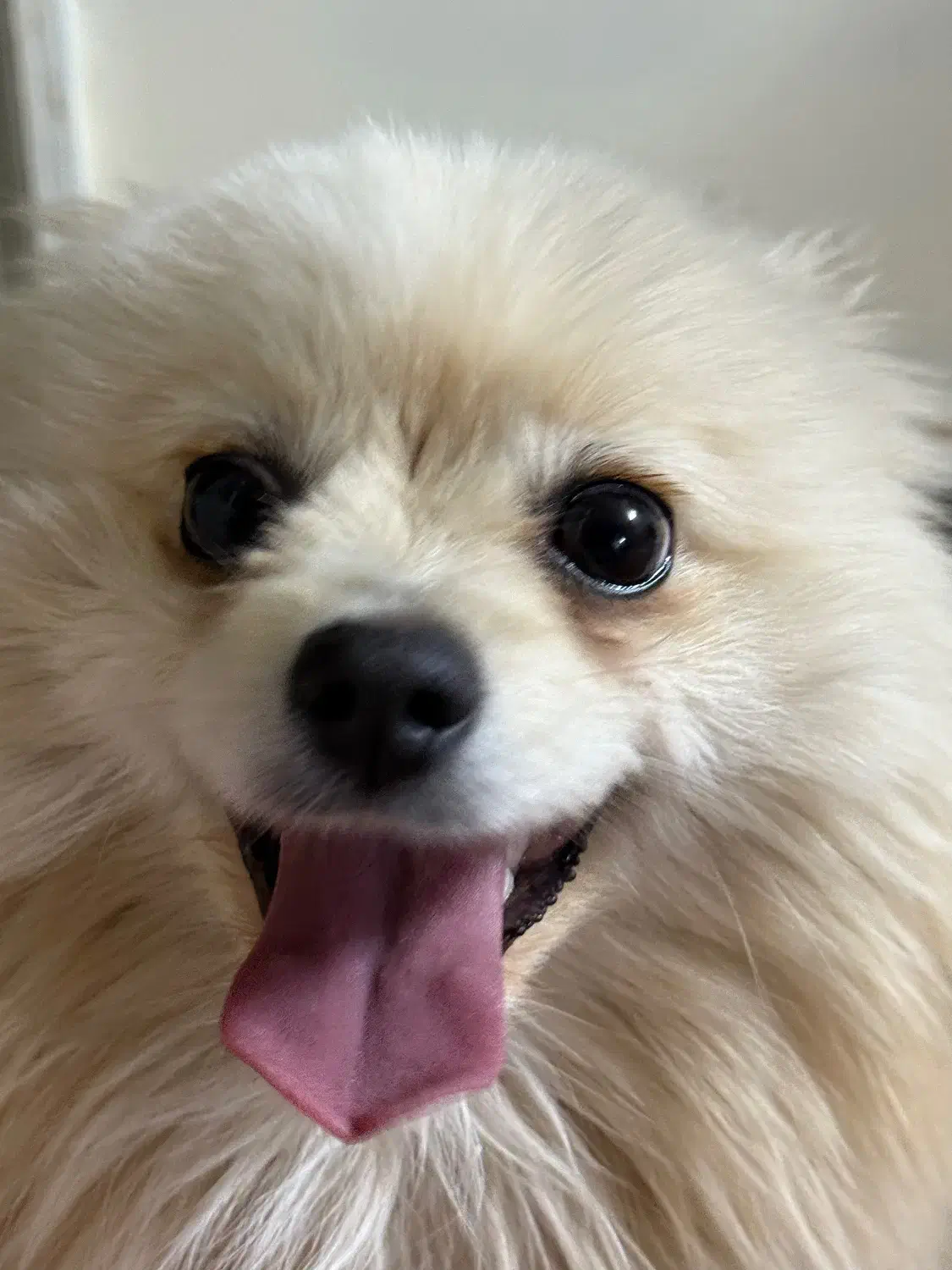 سگ پامر|سگ|اشکذر, |دیوار