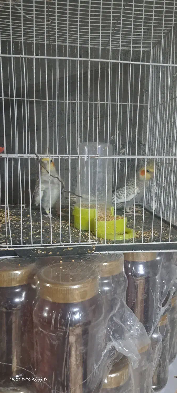 عروس هلندی پرو بال صاف|پرنده|مشهد, آزادشهر|دیوار