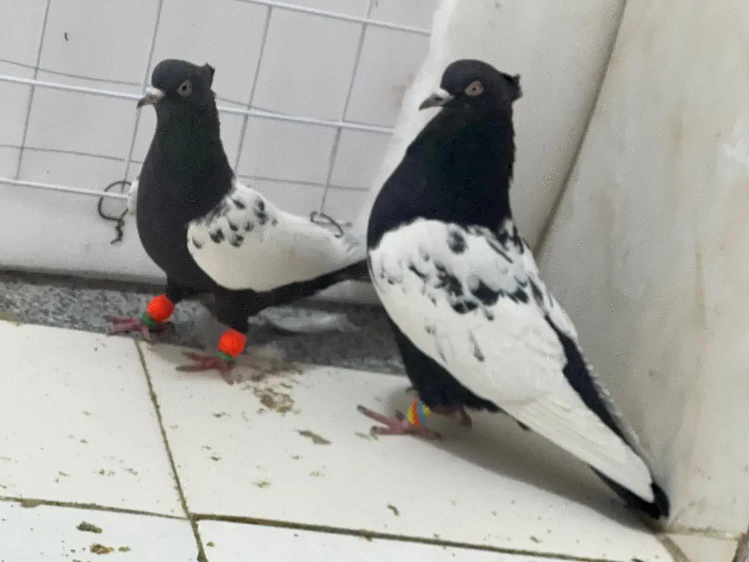 کفتر بهبونی هوایی|پرنده|مرودشت, بیست متری بیمارستان|دیوار