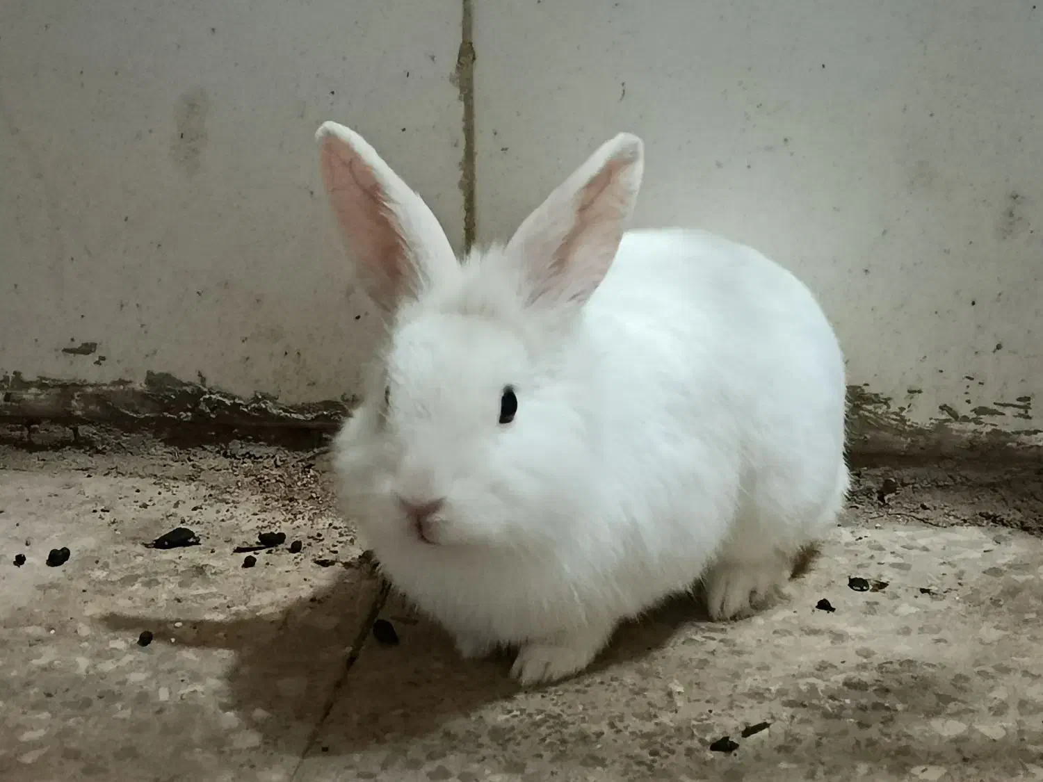 خرگوش نر|موش و خرگوش|شوشتر, |دیوار