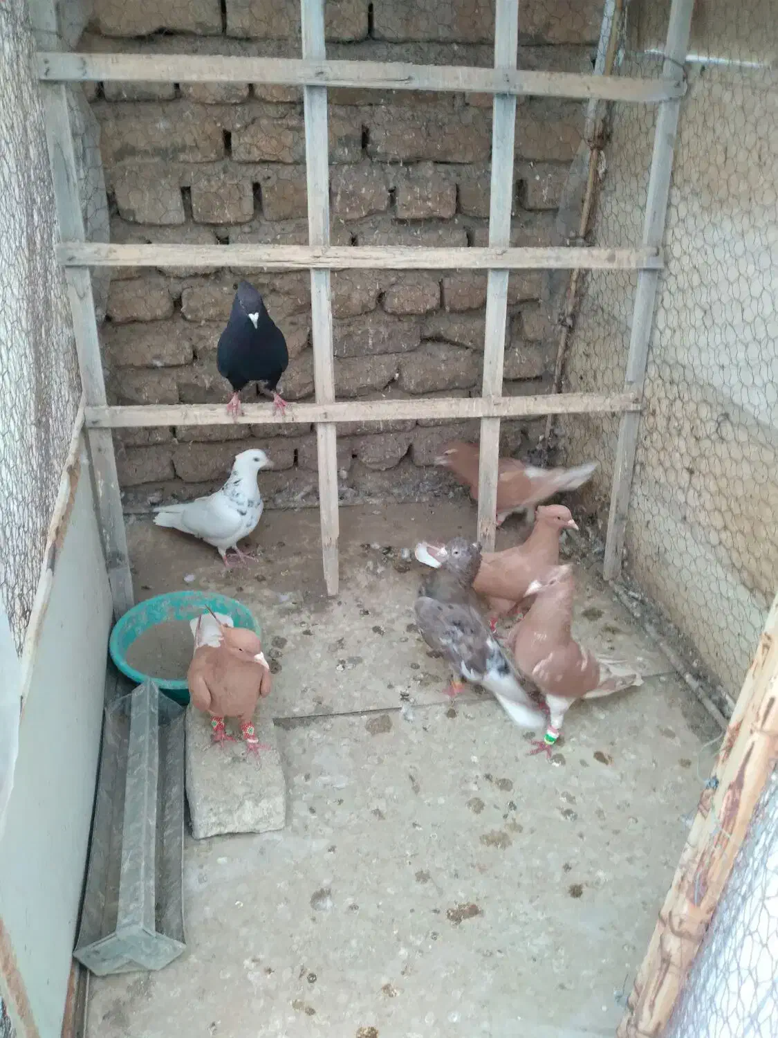 کفتر|پرنده|تربت‌حیدریه, قائم|دیوار