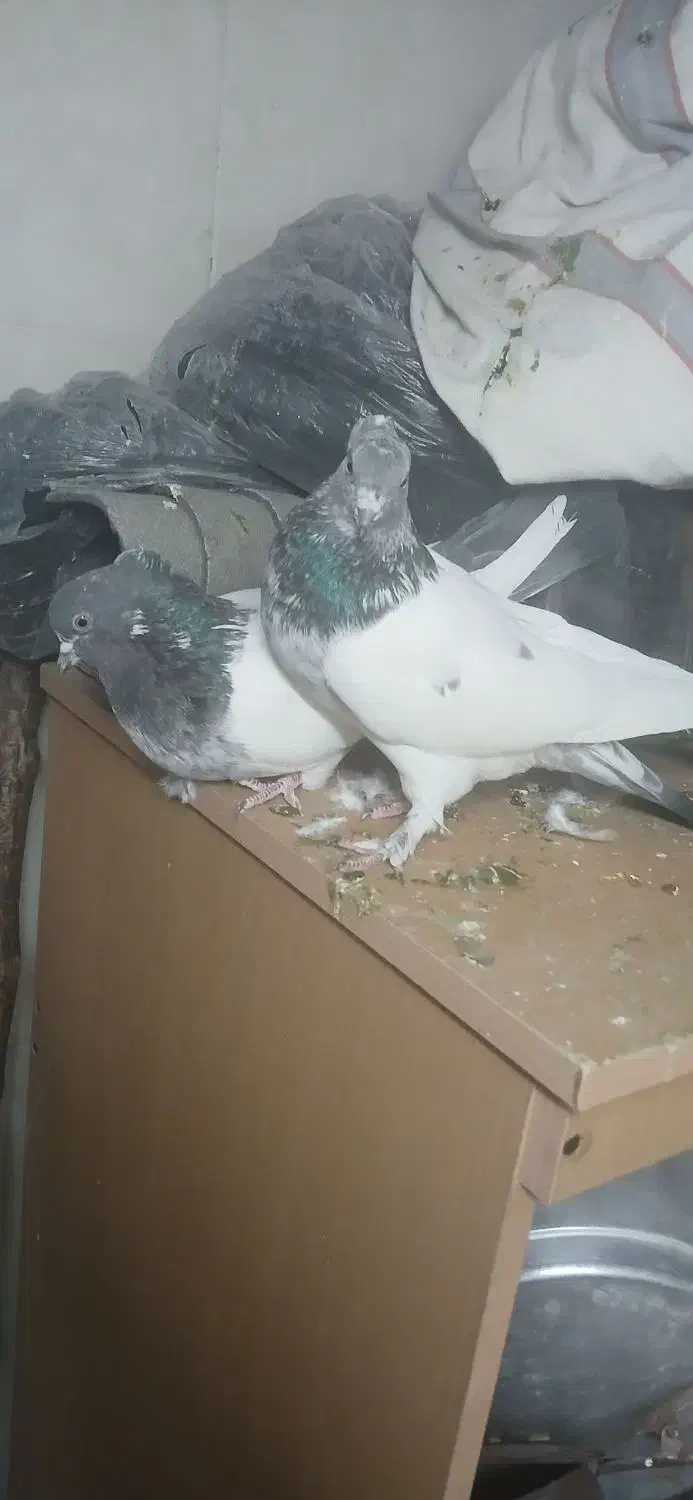 نروماده کلدم سبزکاکلی|پرنده|قم, نخودی|دیوار