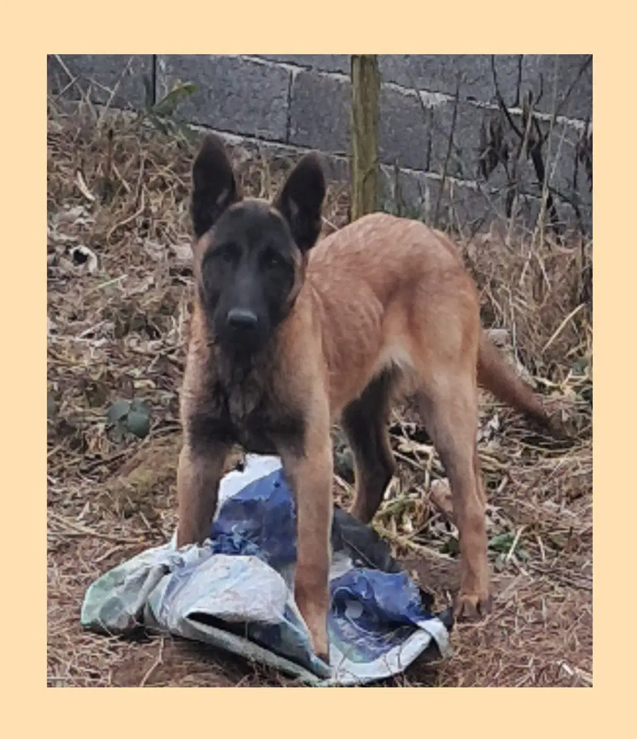 سگ مالینویز مخصوص نگهبانی و گارد نر یک ساله|سگ|سنگر, |دیوار