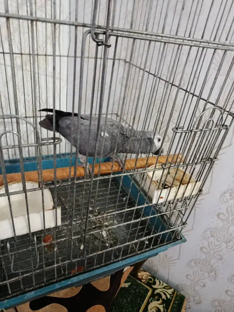 کاسکو سخنگو|پرنده|کارون, |دیوار